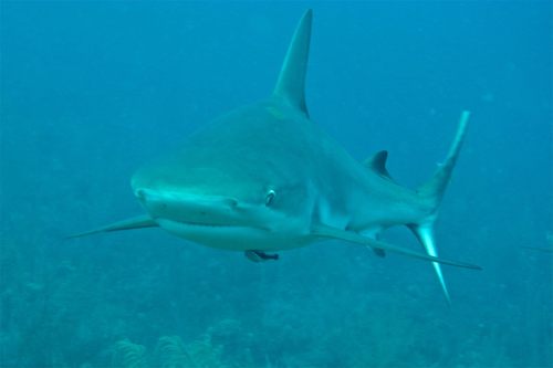 Carcharhinus perezii