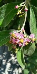 Malpighia mexicana