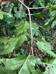 Quercus acerifolia