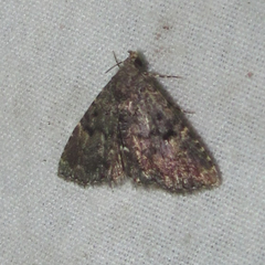 Metalectra miserulata