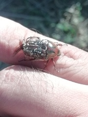 Euphoria leucographa