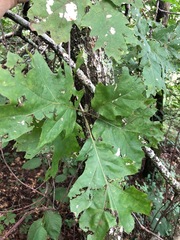 Quercus acerifolia