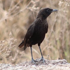 Myrmecocichla aethiops
