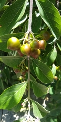Malpighia mexicana