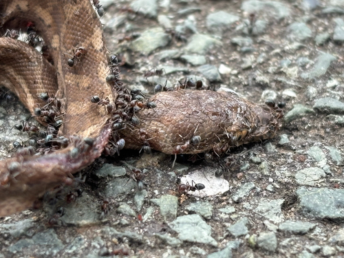 Coastal Carpet Python sighting