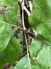 Quercus acerifolia