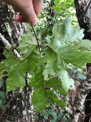 Quercus acerifolia