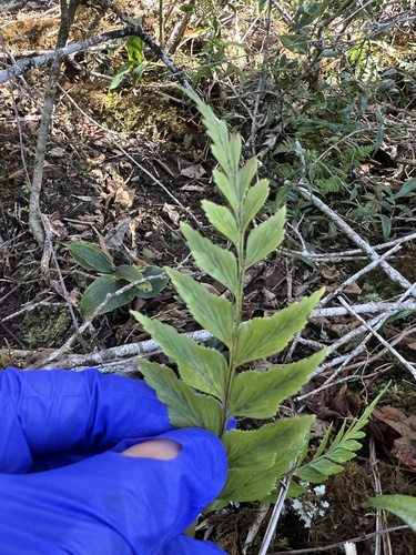 Asplenium polyodon observed 2025-02-25