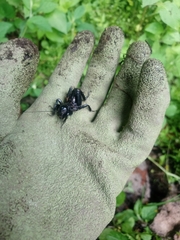 Stenopelmatus minor