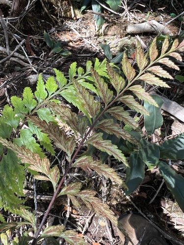 Asplenium polyodon observed 2025-02-25