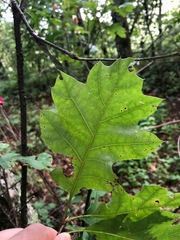 Quercus acerifolia
