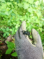Stenopelmatus minor