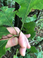 Quercus acerifolia