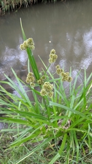 Scirpus pallidus