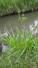 Scirpus pallidus