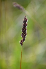 Leymus innovatus