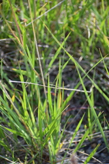 Leymus innovatus