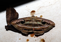 Spirama helicina