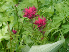 Castilleja parviflora