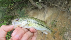 Micropterus punctulatus