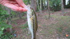 Micropterus punctulatus