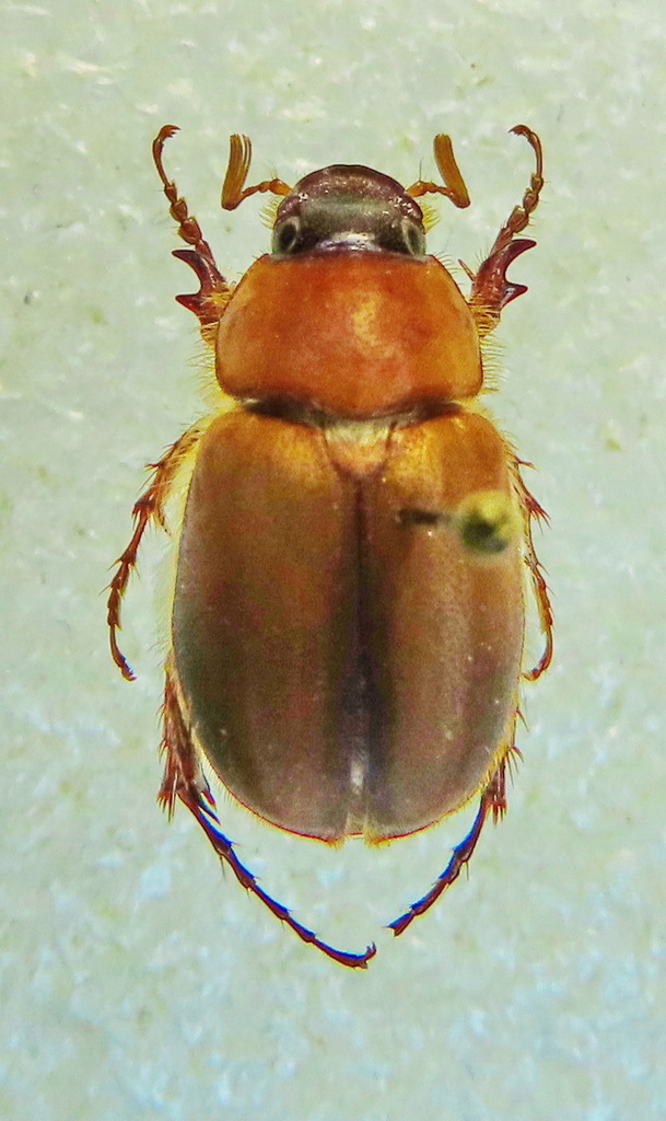 Pachnessa