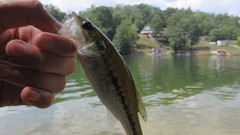 Micropterus punctulatus