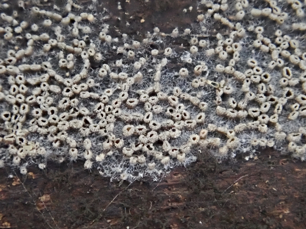 Resupinatus poriaeformis