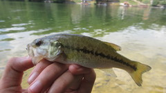 Micropterus punctulatus