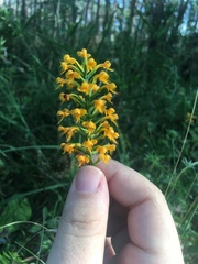 Platanthera cristata