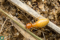 Syntermes molestus
