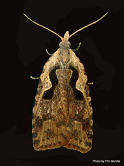 Cnephasia jactatana