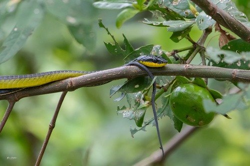 Common Tree Snake sighting