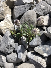 Silene uralensis