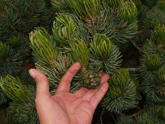 Pinus culminicola