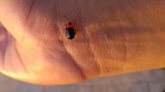 Asphaera abdominalis