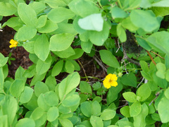 Potentilla flabellifolia