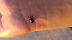 Asphaera abdominalis