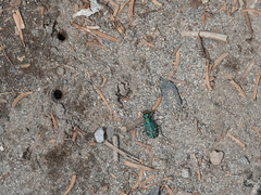 Cicindela depressula