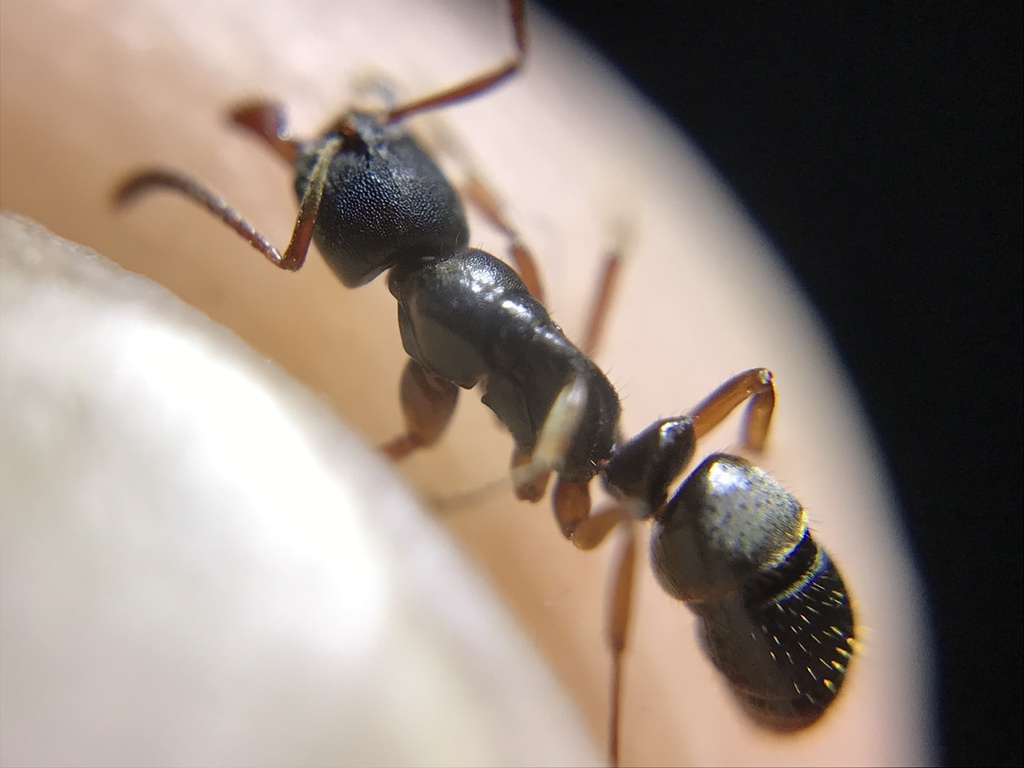 Mayaponera arhuaca