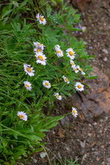 Erigeron glacialis glacialis
