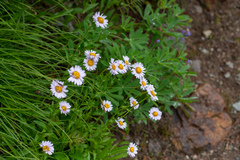 Erigeron glacialis glacialis