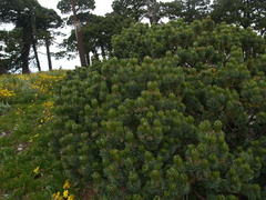 Pinus culminicola