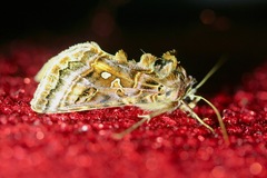Autographa mappa