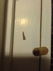 Microcrambus elegans