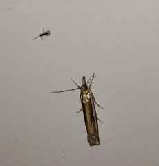 Crambus praefectellus