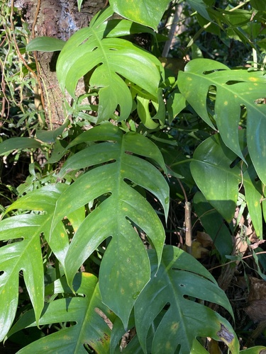 Epipremnum pinnatum