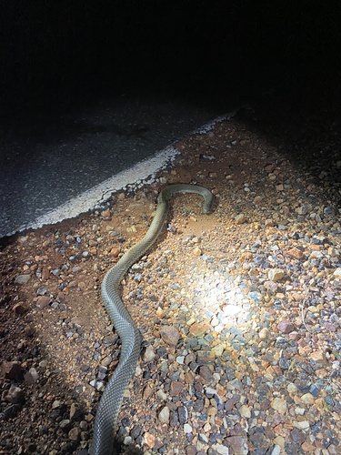 Mulga Snake sighting