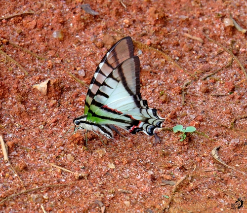 Protesilaus macrosilaus