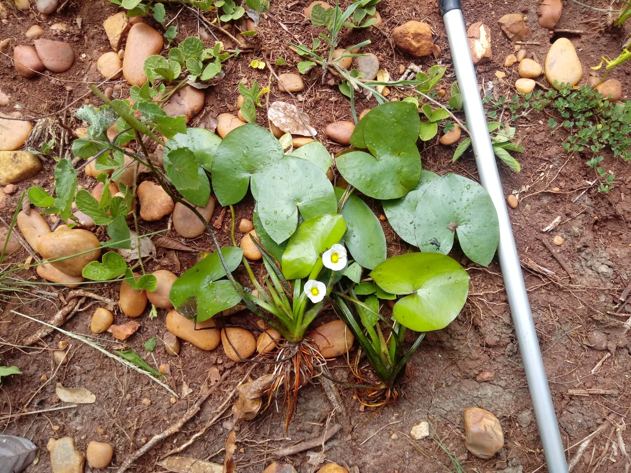 Sagittaria guayanensis